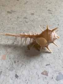 Conchiglia da collezione