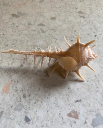 Conchiglia da collezione