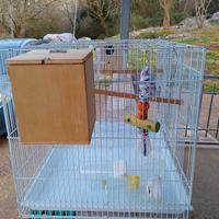 gabbia per uccelli 