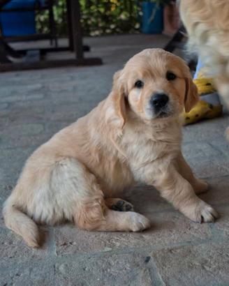 Cucciolata golden retriever 100% inglese