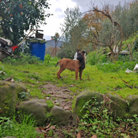 Pastore Belga Malinois