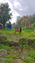 Pastore Belga Malinois