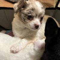 Cuccioli dí chihuahua