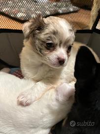 Cuccioli dí chihuahua