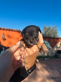 pincher chiwawa
