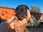 Immagine 1