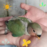 Pappagallo Inseparabile