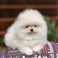 Spitz pomerania mini toy