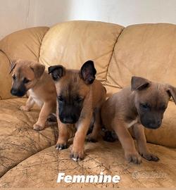 Cuccioli Malinois Pitbul