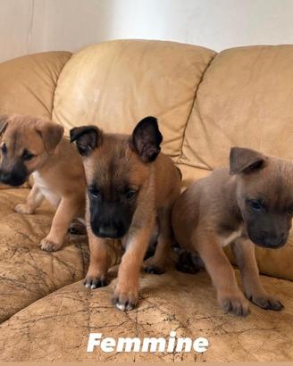 Cuccioli Malinois Pitbul
