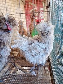 Galline ornamentali