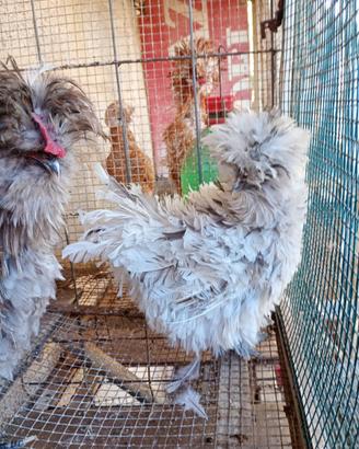 Galline ornamentali
