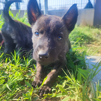 Cuccioli di Pastore Olandese con Pedigree