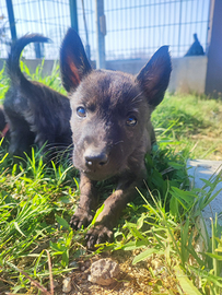 Cuccioli di Pastore Olandese con Pedigree