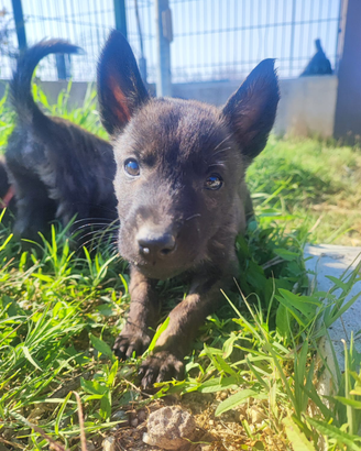 Cuccioli di Pastore Olandese con Pedigree