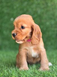 Cocker