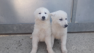 Cuccioli di pastore svizzero