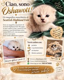 Gattino Scottish Highland Fold maschio