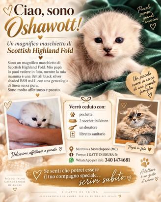 Gattino Scottish Highland Fold maschio