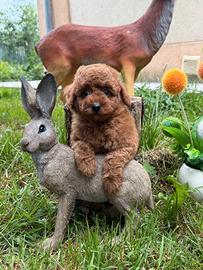 Barboncino Toy Poodle