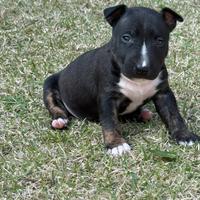 Cuccioli di Bullterrier miniature pedigree ENCI