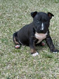 Cuccioli di Bullterrier miniature pedigree ENCI
