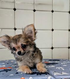SPLENDIDO CUCCIOLO CHIHUAHUA, ALLEVAMENTO ENCI 