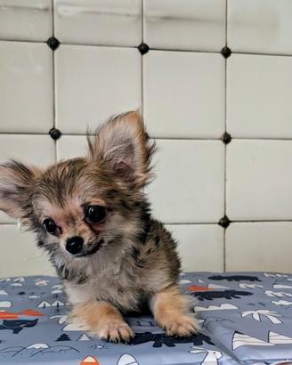 SPLENDIDO CUCCIOLO CHIHUAHUA, ALLEVAMENTO ENCI 