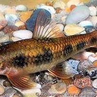 Pulitore mangia alghe Garra spilota