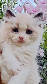 Micini RAGDOLL con Pedigree, Pet Therapy