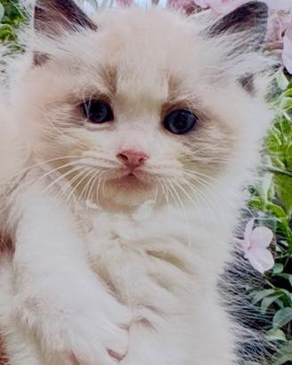 Micini RAGDOLL con Pedigree, Pet Therapy