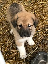 Cucciole pastore tedesco/akita Inu