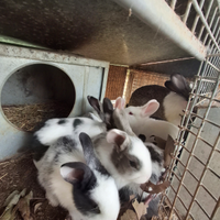 Conigli nostrani incroci