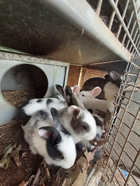 Conigli nostrani incroci