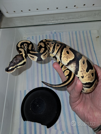 Pitone reale baby ball python