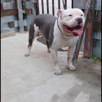 Stallone American bully standard