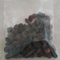 50 semi di lauroceraso giardino siepe bonsai