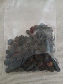 50 semi di lauroceraso giardino siepe bonsai