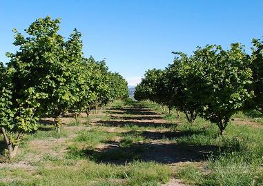 Nocciole - Casa - Capannone e pertinenze varie