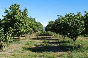 Nocciole - Casa - Capannone e pertinenze varie