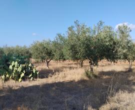 Terreno agricolo con uliveto a Valderice