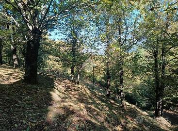 Terreno castagneto