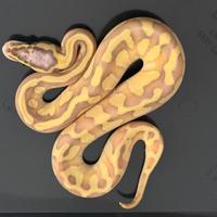 Baby Pitone Reale maschi femmine 2025