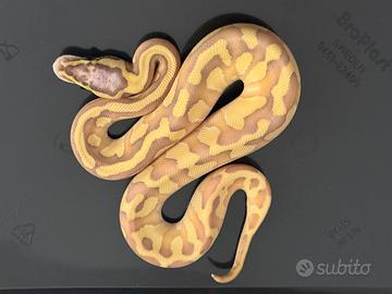 Baby Pitone Reale maschi femmine 2025