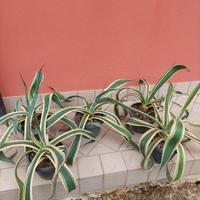 agave variegata