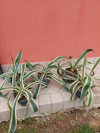 agave variegata