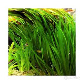 Pianta per acquario