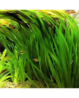 Pianta per acquario