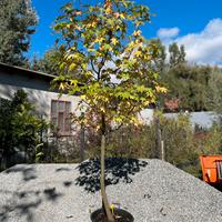 Liquidambar h300cm