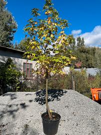 Liquidambar h300cm